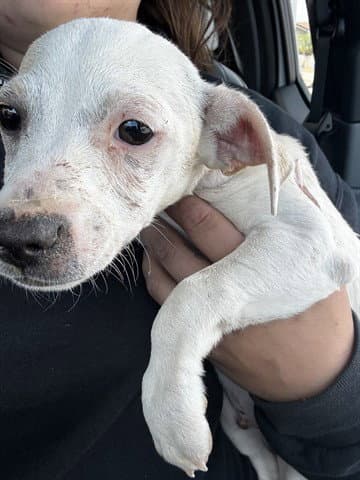 Troy - Chihuahua