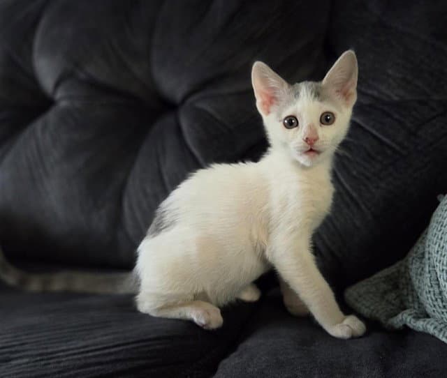 Scrunch - Domestic Short Hair