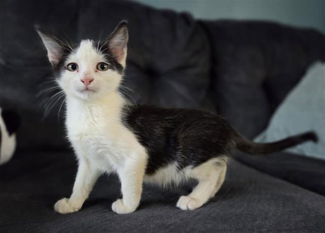 Munch - Domestic Short Hair