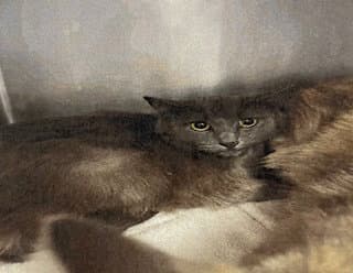 Muffin - Domestic Medium Hair