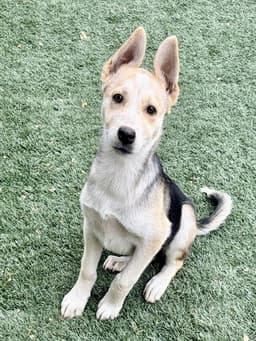 Maggie image 1