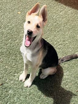 Maggie image 1