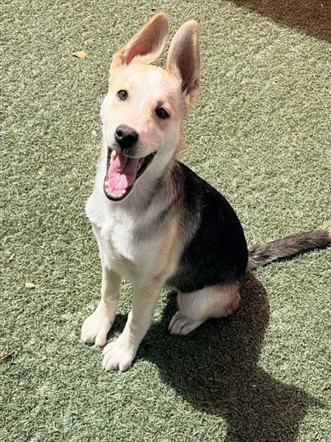 Maggie - German Shepherd Dog