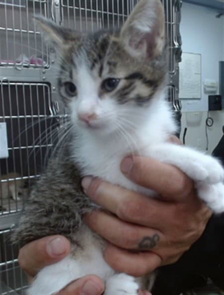 Brownie - Domestic Short Hair
