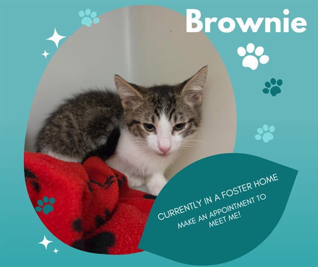 Brownie - Domestic Short Hair