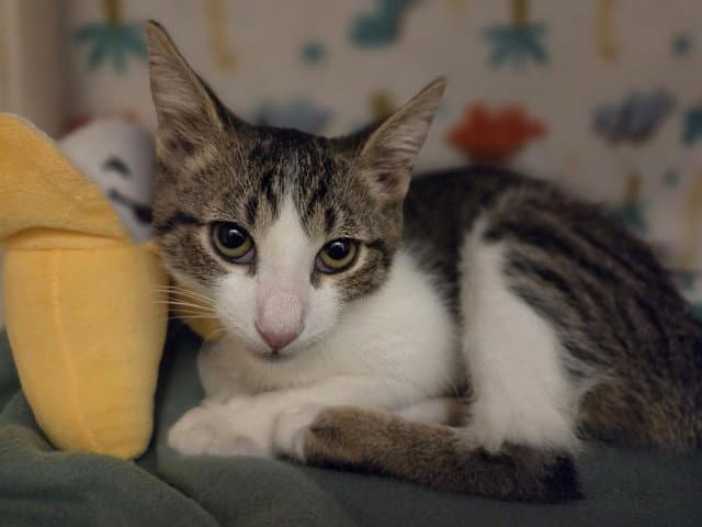 Brownie - Domestic Short Hair