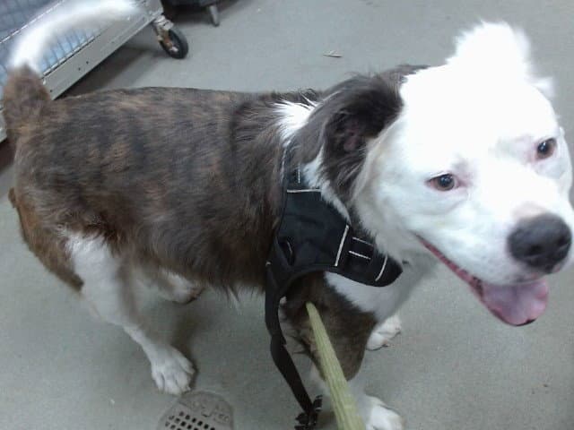 Fozzie Bear - American Bulldog