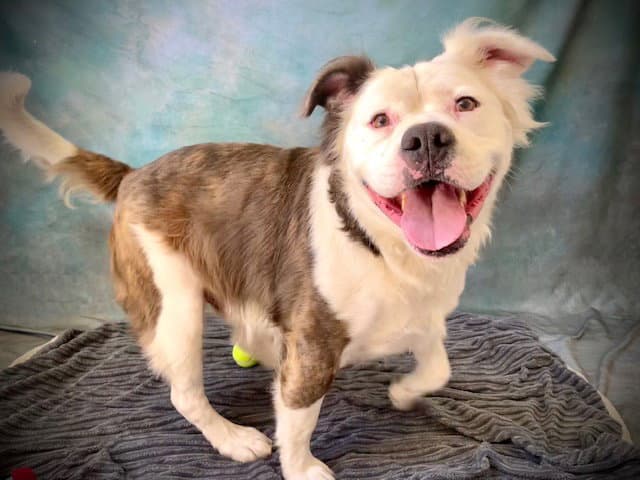 Fozzie Bear - American Bulldog