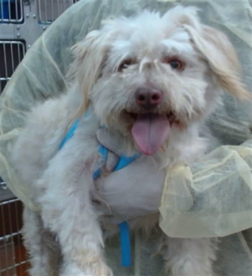 Mr Bean - Poodle (Miniature)