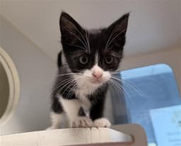 Oreo image 1