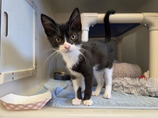 Oreo - Domestic Short Hair