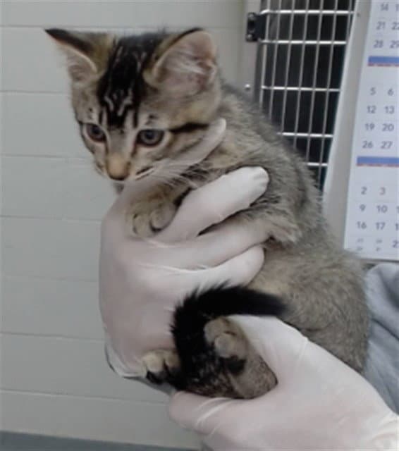 Alicent - Domestic Short Hair