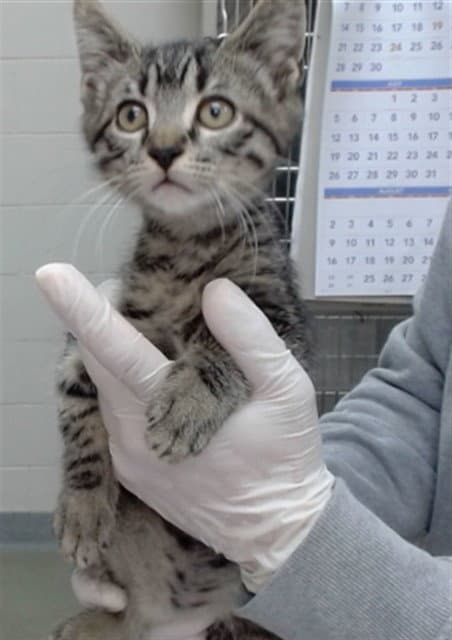 Corlys - Domestic Short Hair