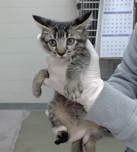 Baela - Domestic Short Hair