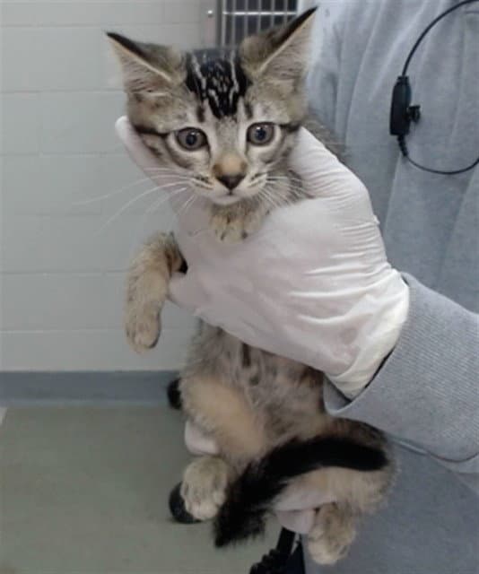 Rhaenyra - Domestic Short Hair