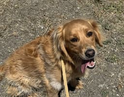 Patty image 1