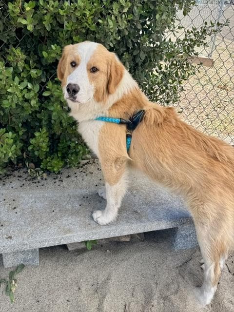 Uncle - Australian Shepherd