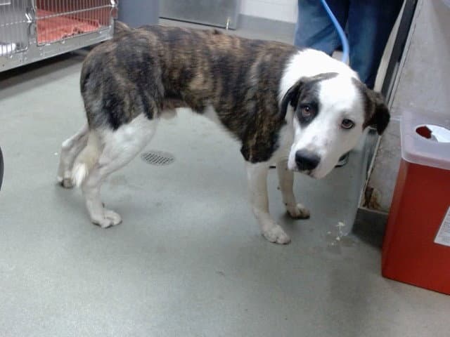 Mr Dana - Beagle
