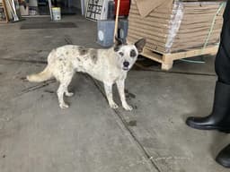 Yeti image 1