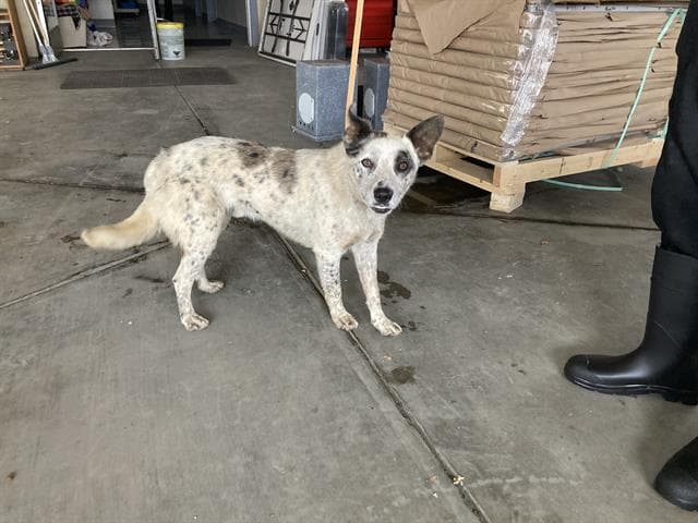 Yeti - Australian Cattle Dog/Blue Heeler