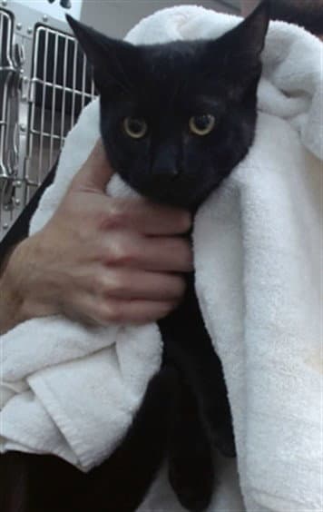 Nico - Domestic Short Hair