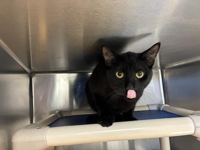 Nico - Domestic Short Hair