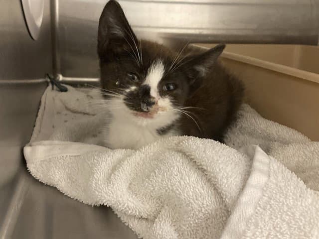 Avery - Domestic Short Hair