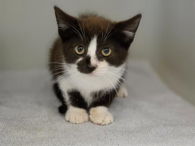 Avery - Domestic Short Hair