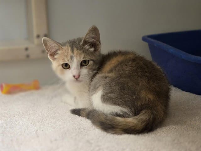 Tessa - Domestic Short Hair