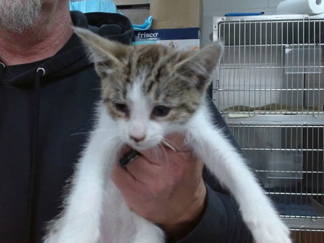 Clyde - Domestic Short Hair