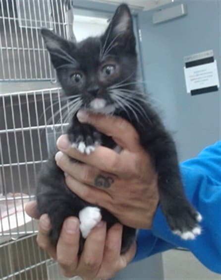 Whiskerz - Domestic Short Hair