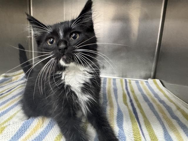 Felix - Domestic Medium Hair