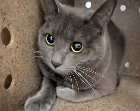 Iris - Domestic Short Hair
