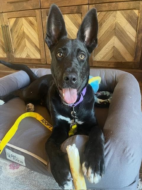 Skipper - Australian Kelpie