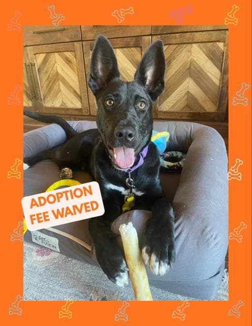 Skipper - Australian Kelpie