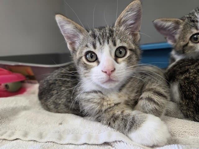 Ozzy - Domestic Short Hair
