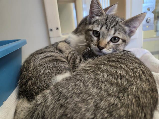 Nina - Domestic Short Hair