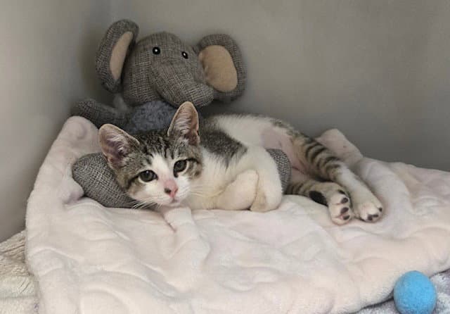 Keiko - Domestic Short Hair