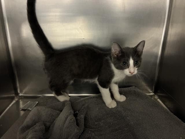 Suzy - Domestic Short Hair