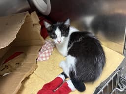 Molly image 1