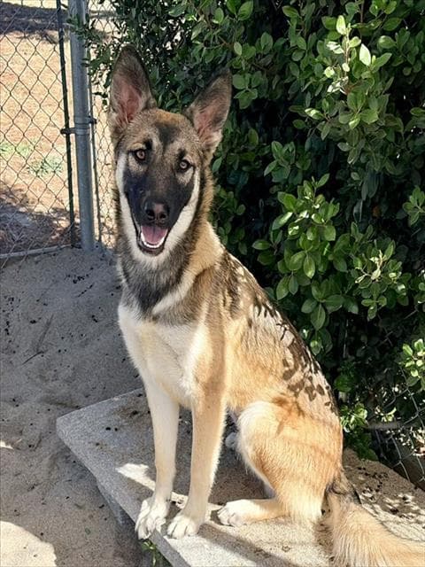 Ivy - German Shepherd Dog