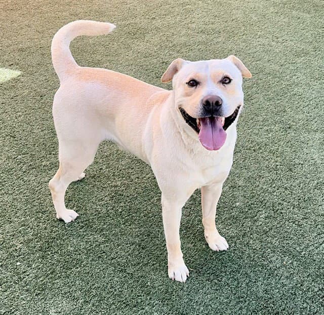 Benny - Labrador Retriever