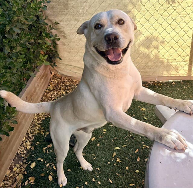 Benny - Labrador Retriever