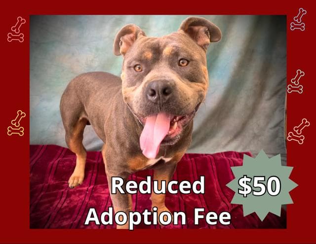 Turtle - Pit Bull Terrier
