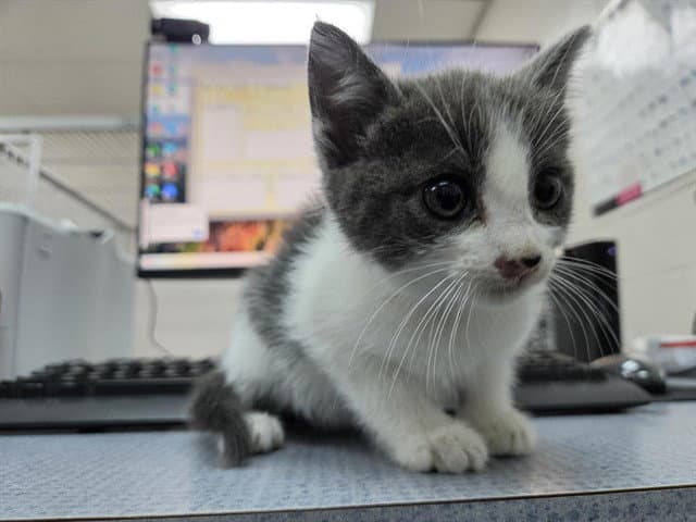 Picasso - Domestic Short Hair