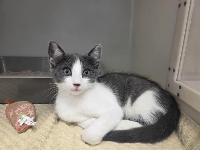 Picasso - Domestic Short Hair