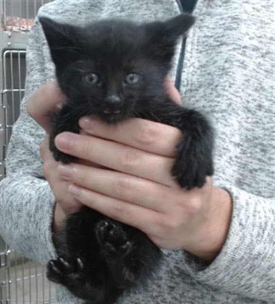 Neo - Domestic Short Hair