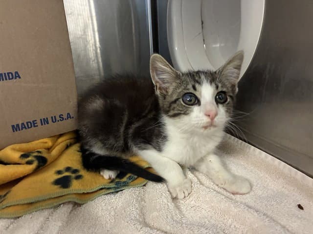 Jojo - Domestic Short Hair