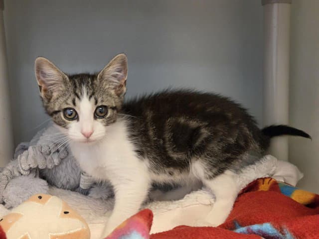 Jojo - Domestic Short Hair