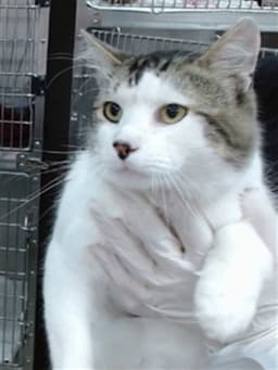 Finn image 1
